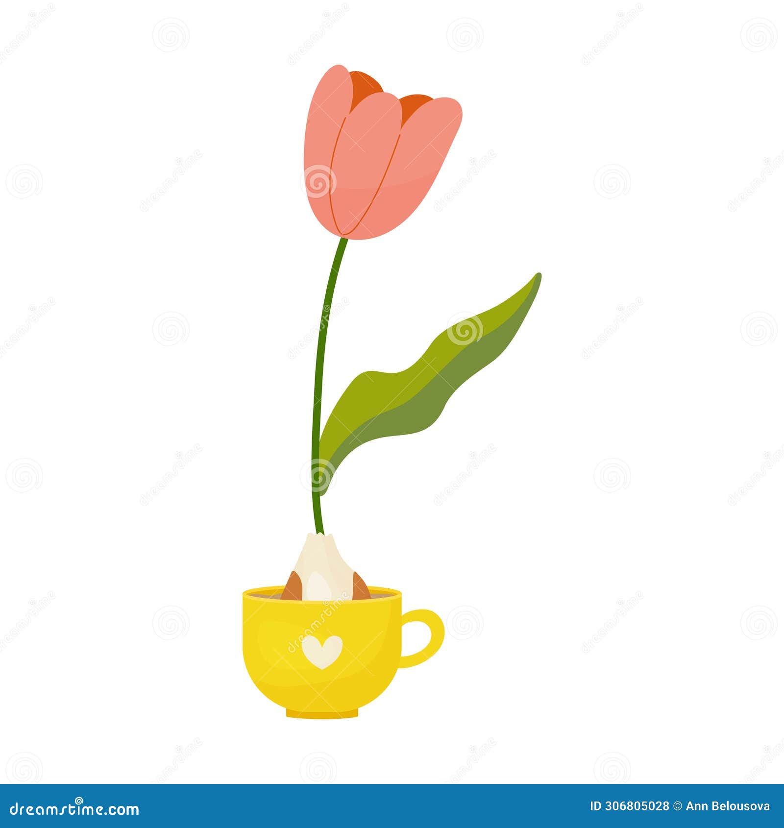 tulipan grown from bulb in mug, house flower, spring,  