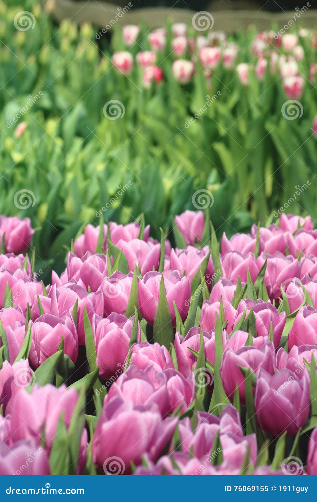 Tulipanes 9. Grupo de bulbos rosados del tulipán alrededor a la floración