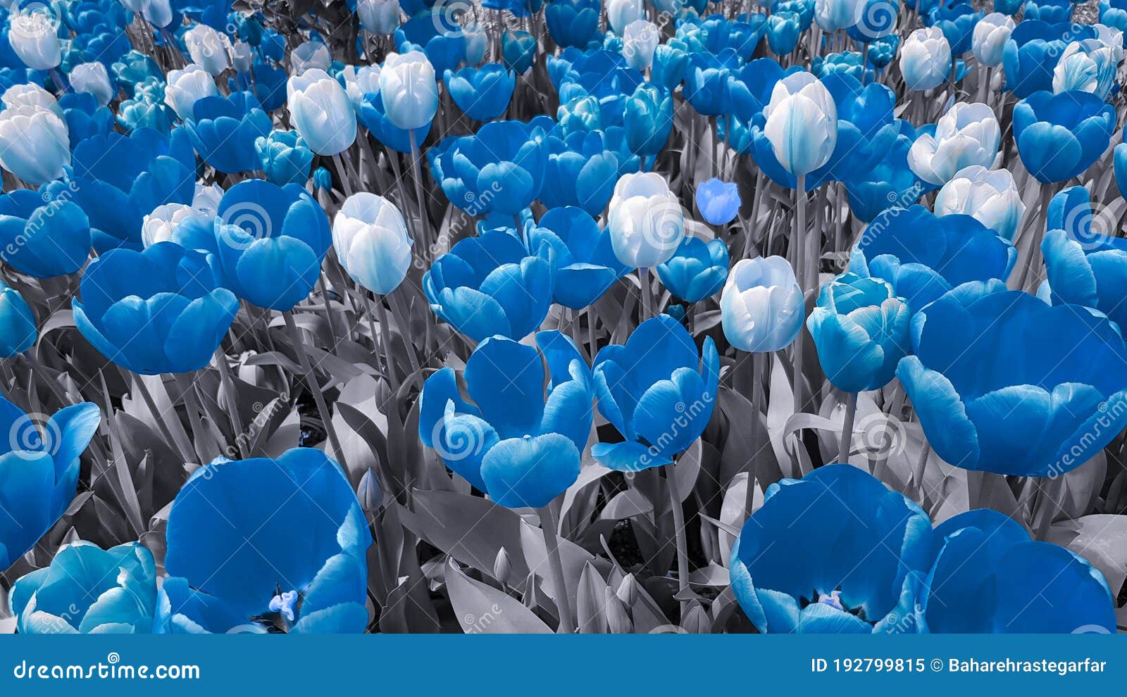 Tulipanes azules y blancos imagen de archivo. Imagen de alimento - 192799815