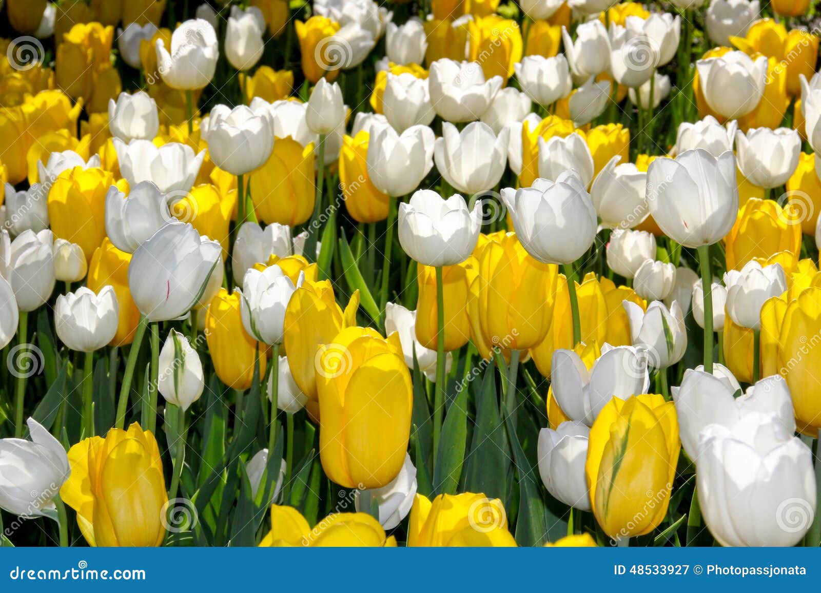 Details 48 tulipanes blancos y amarillos