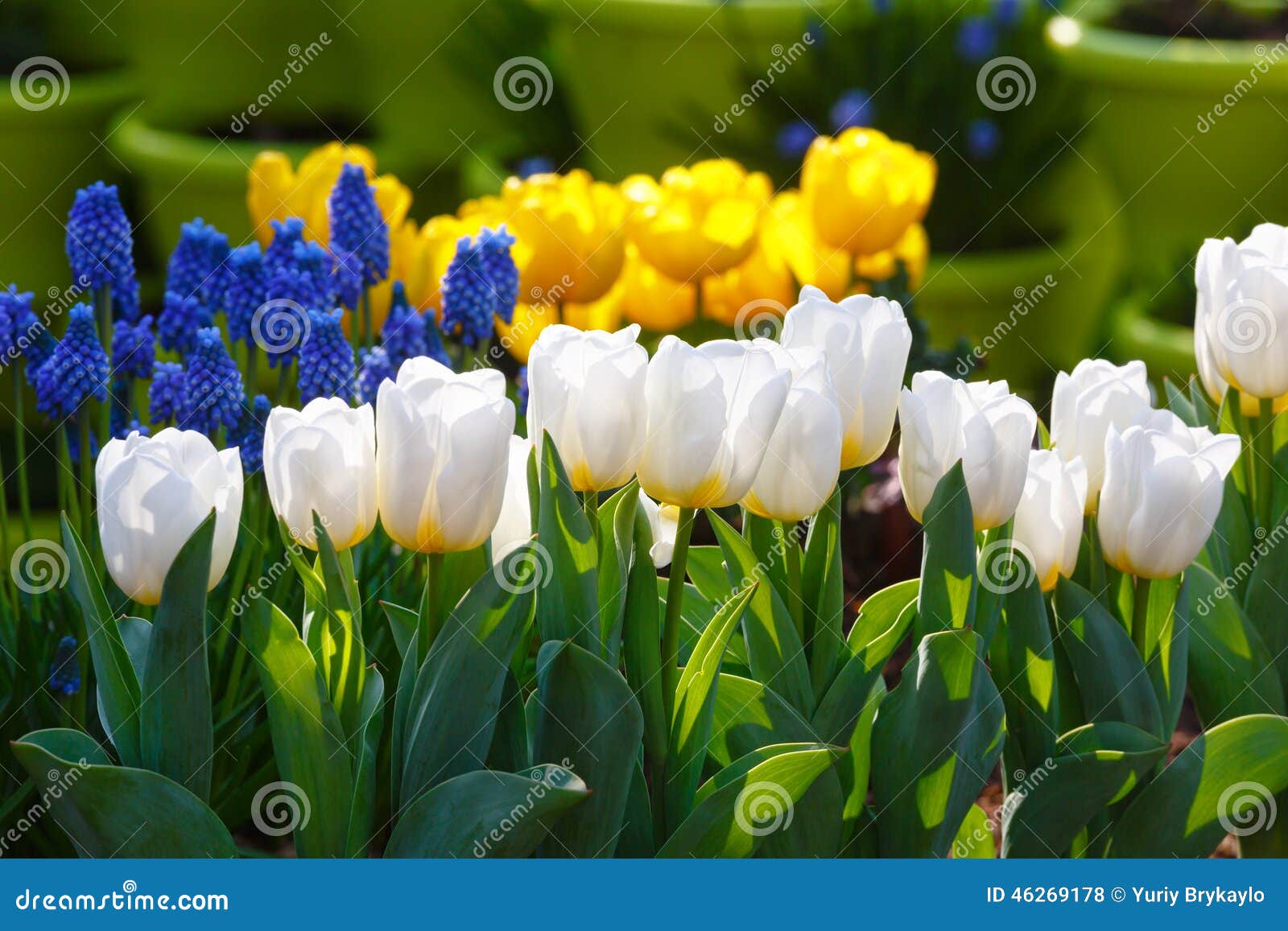 Tulipanes Blancos Y Amarillos Hermosos Y Flores Azules Foto de archivo -  Imagen de planta, blanco: 46269178