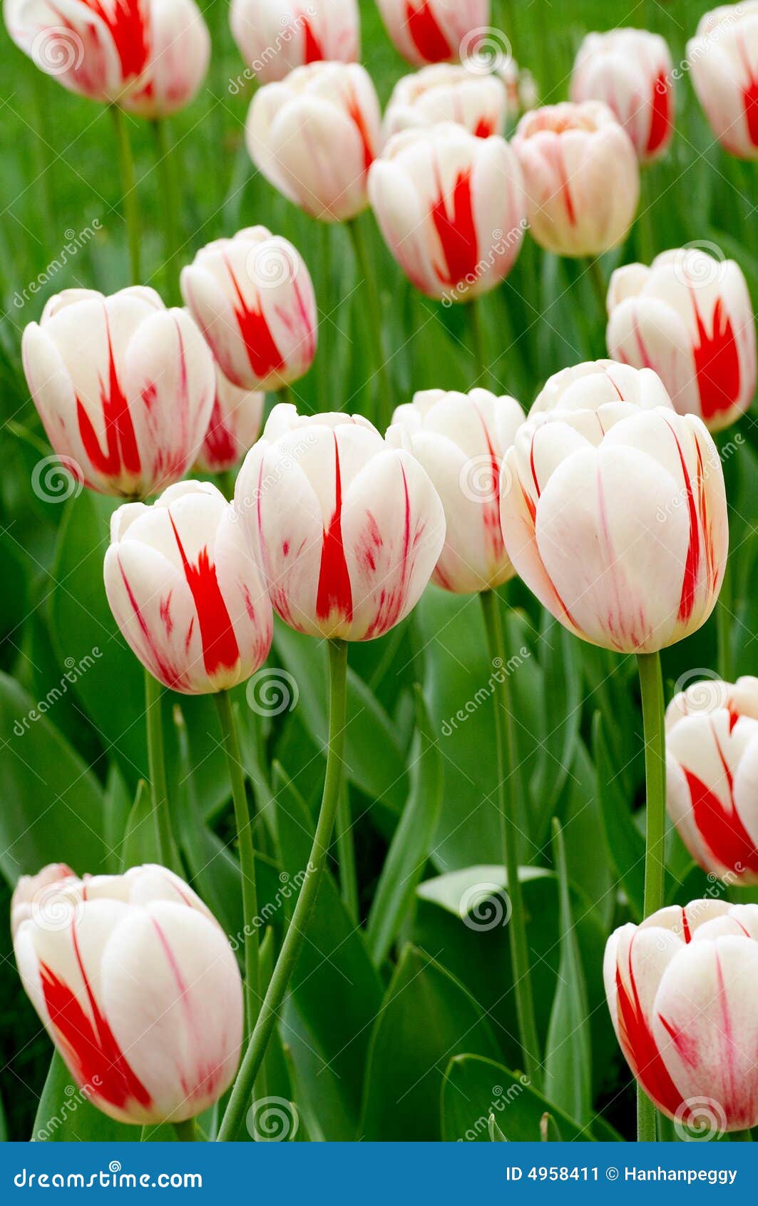 Details 48 tulipanes rojos con blanco