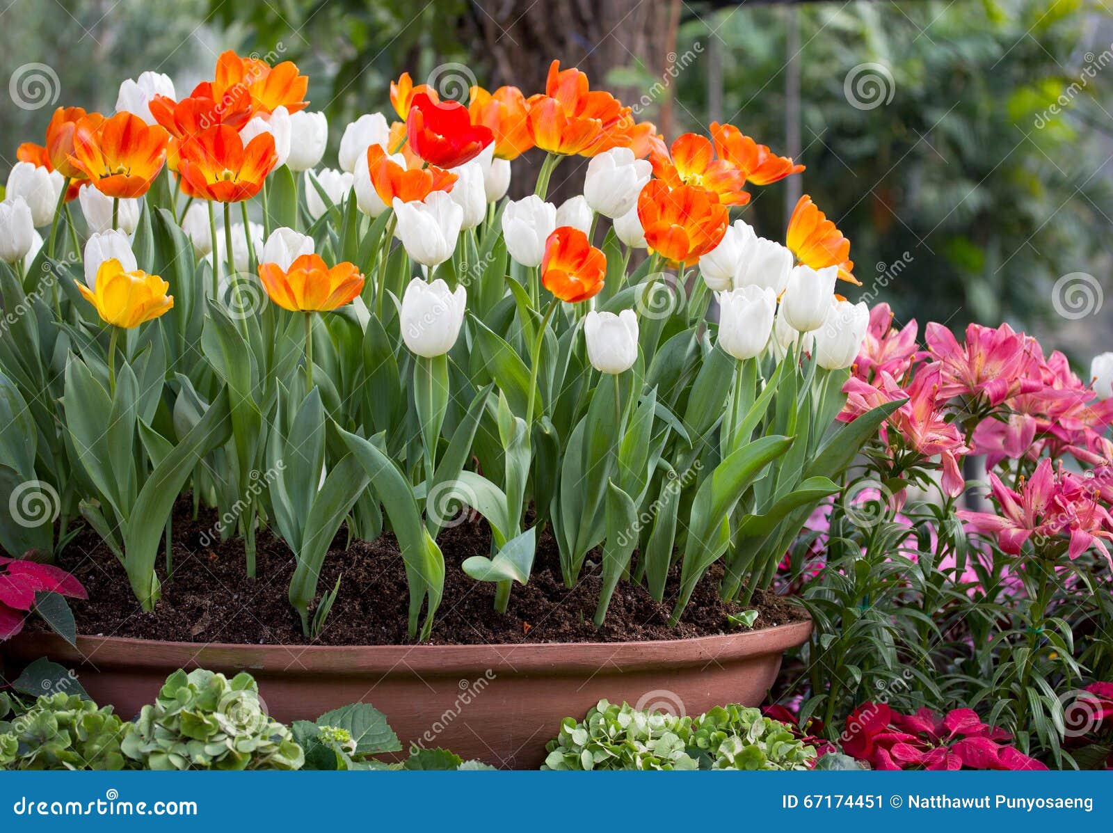 Tulipanes Coloridos En Una Maceta Imagen de archivo - Imagen de flora,  arriate: 67174451