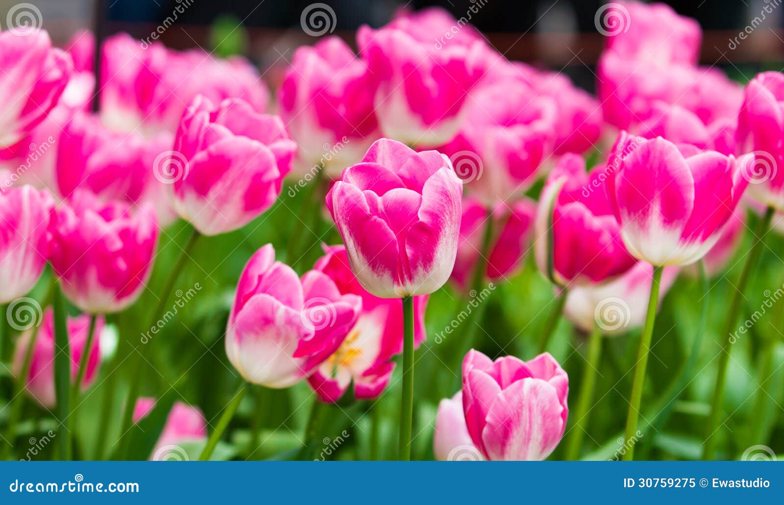 Tulipanes Coloridos. Flores Hermosas De La Primavera. Paisaje De La Primavera Imagen de archivo - Imagen de fondo, parque: 30759275 Tulipanes Coloridos. Flores Hermosas De La Primavera. Paisaje De La Primavera Imagen de archivo - Imagen de fondo, parque: 30759275