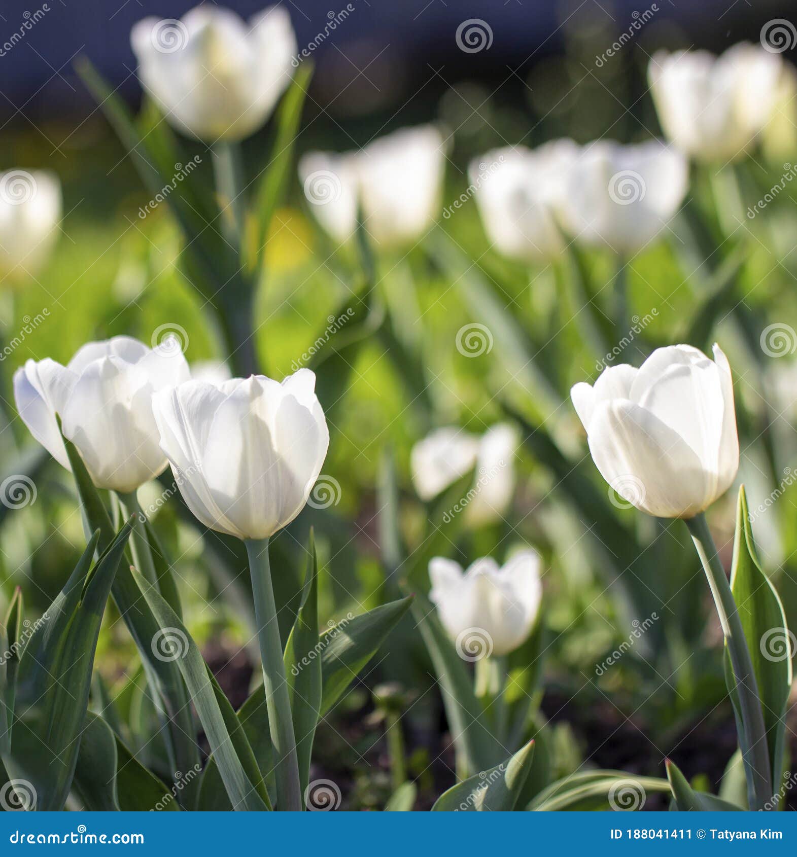 Tulipanes De Flores Blancas En El Jardín O En El Parque. Día De Primavera  Soleado Imagen de archivo - Imagen de amor, estacional: 188041411