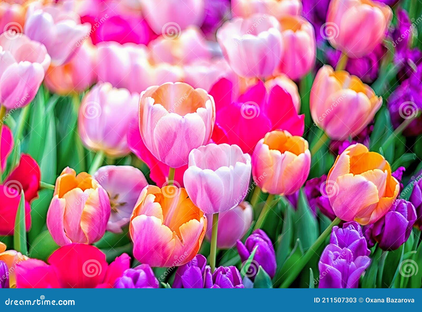 Tulipanes De Flores De Primavera Multicolores Con Enfoque Selectivo. Fondo  De Flor Imagen de archivo - Imagen de campo, primavera: 211507303