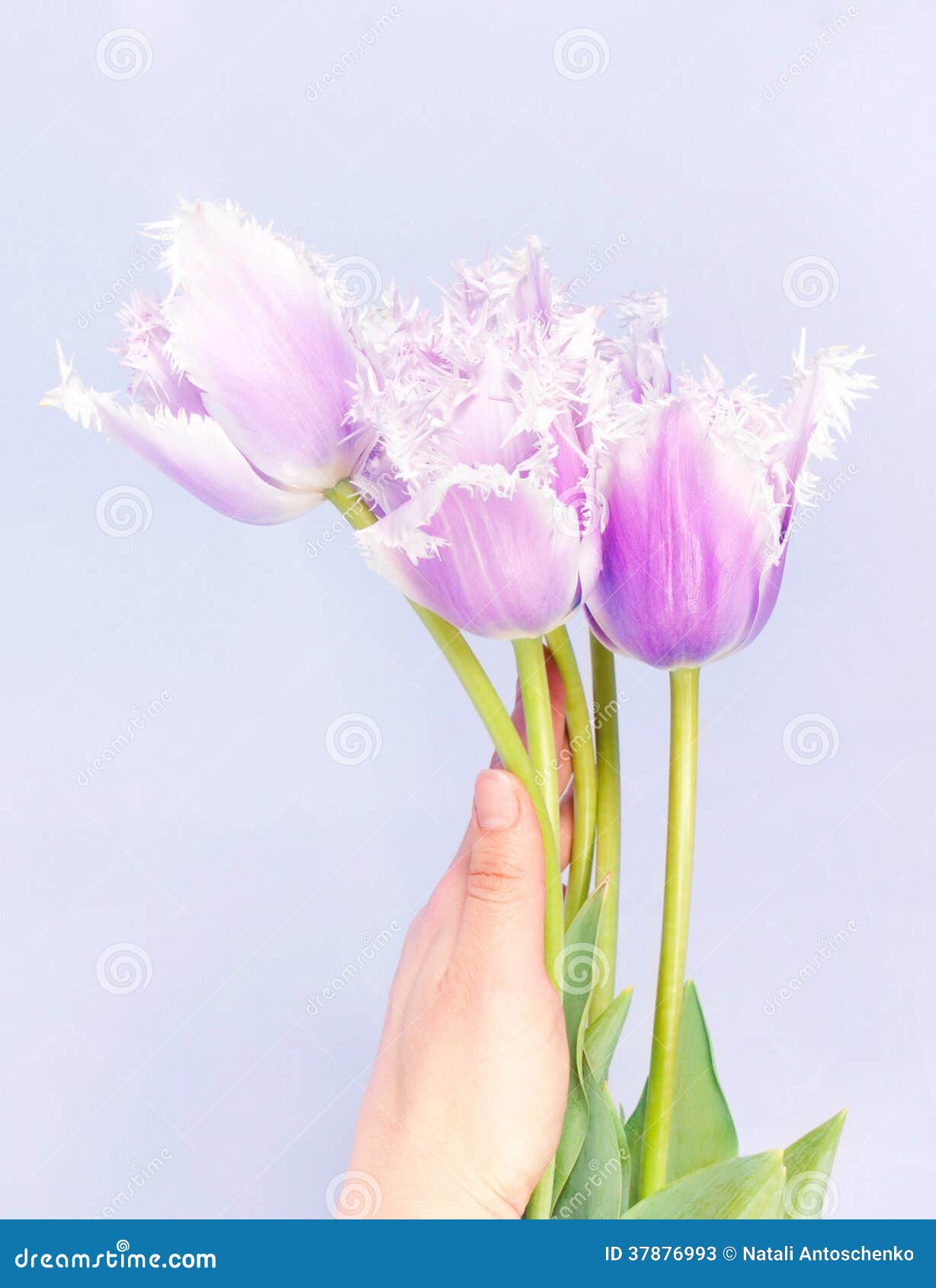 Tulipanes decorativos de las flores. Ramo de fresco, tulipanes de la lila