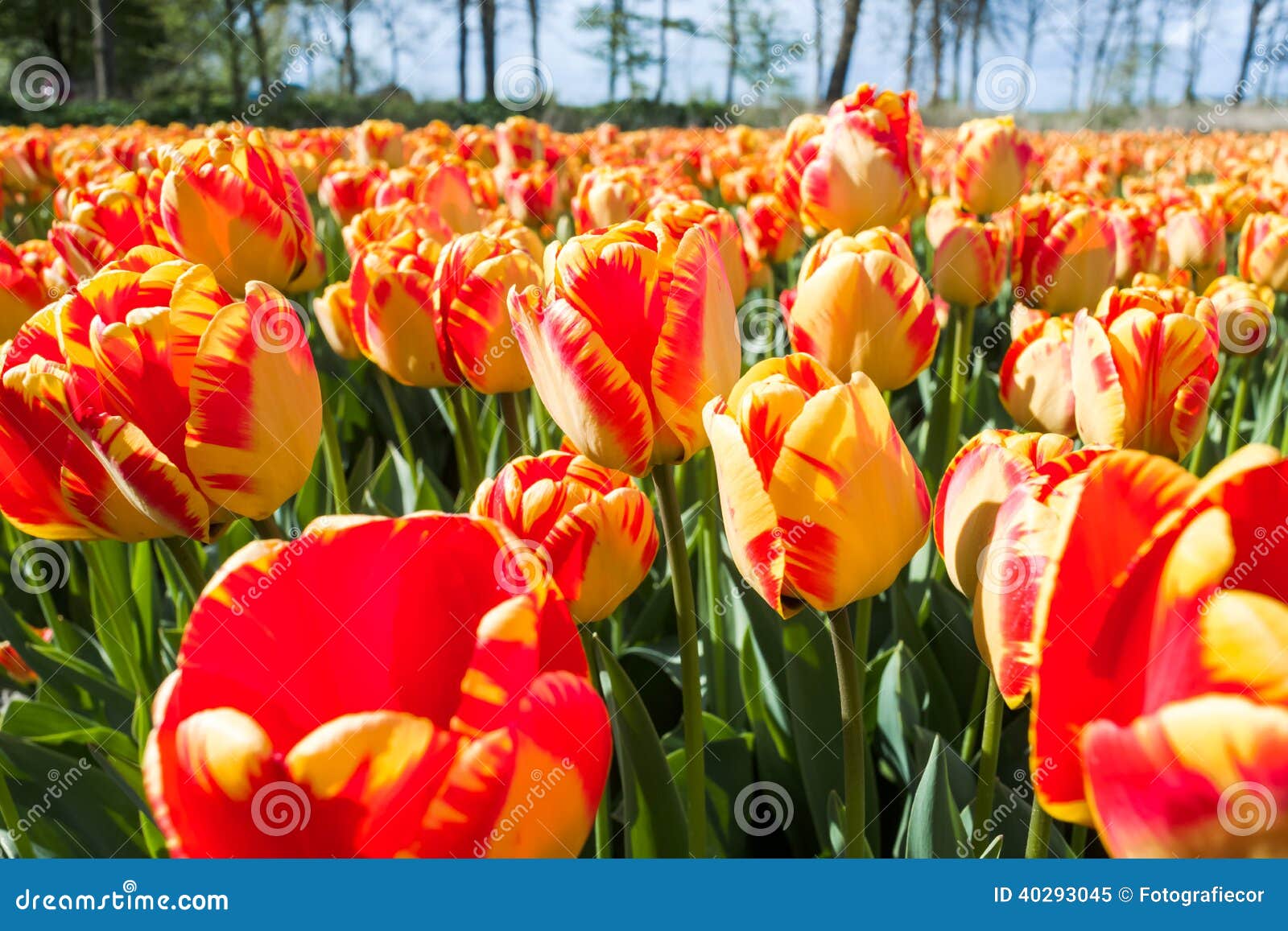 Ramo hermoso de tulipanes. tulipanes coloridos. tulipanes en sol de la primavera. tulipán en el campo