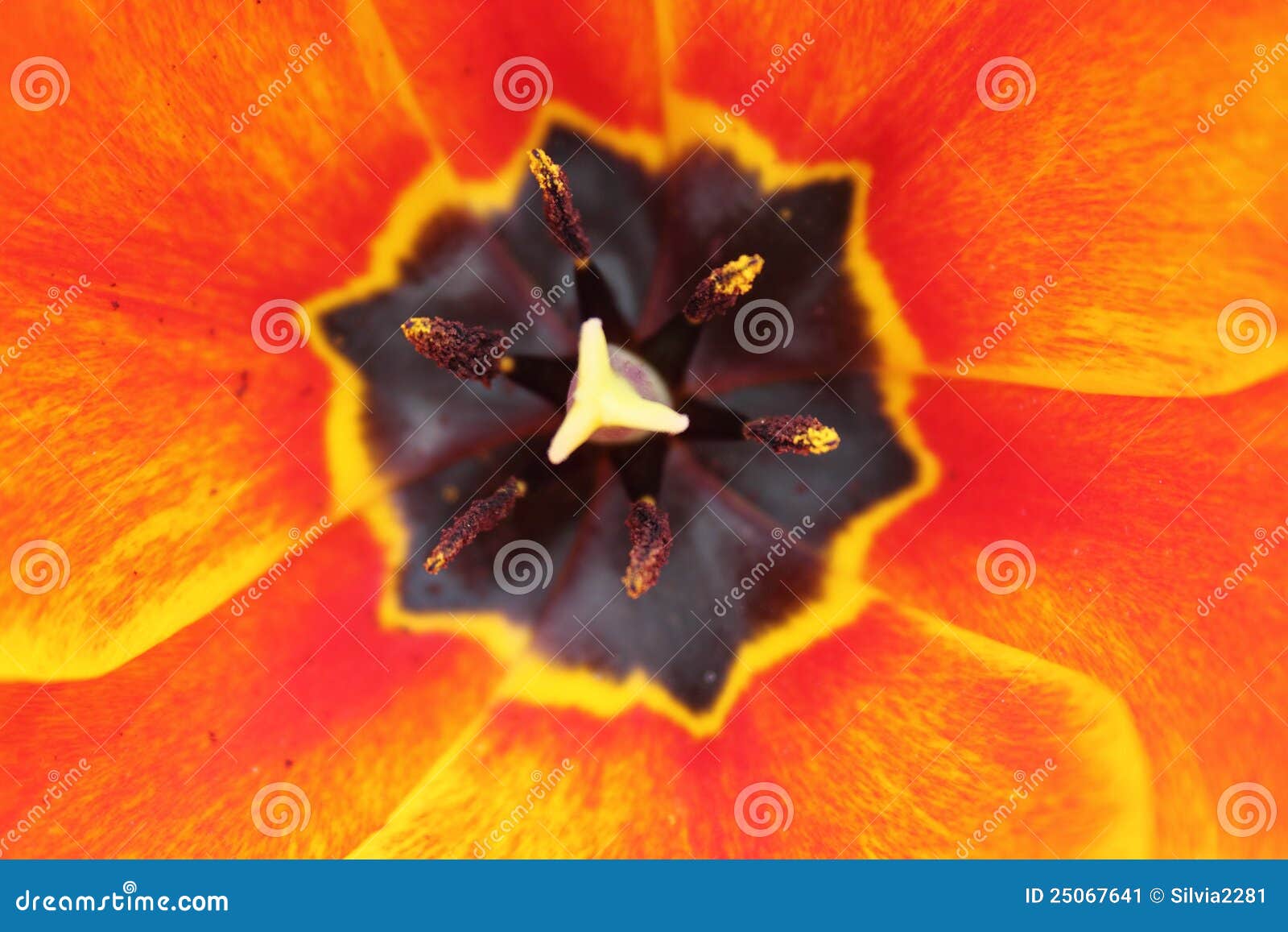 tulipano arancione