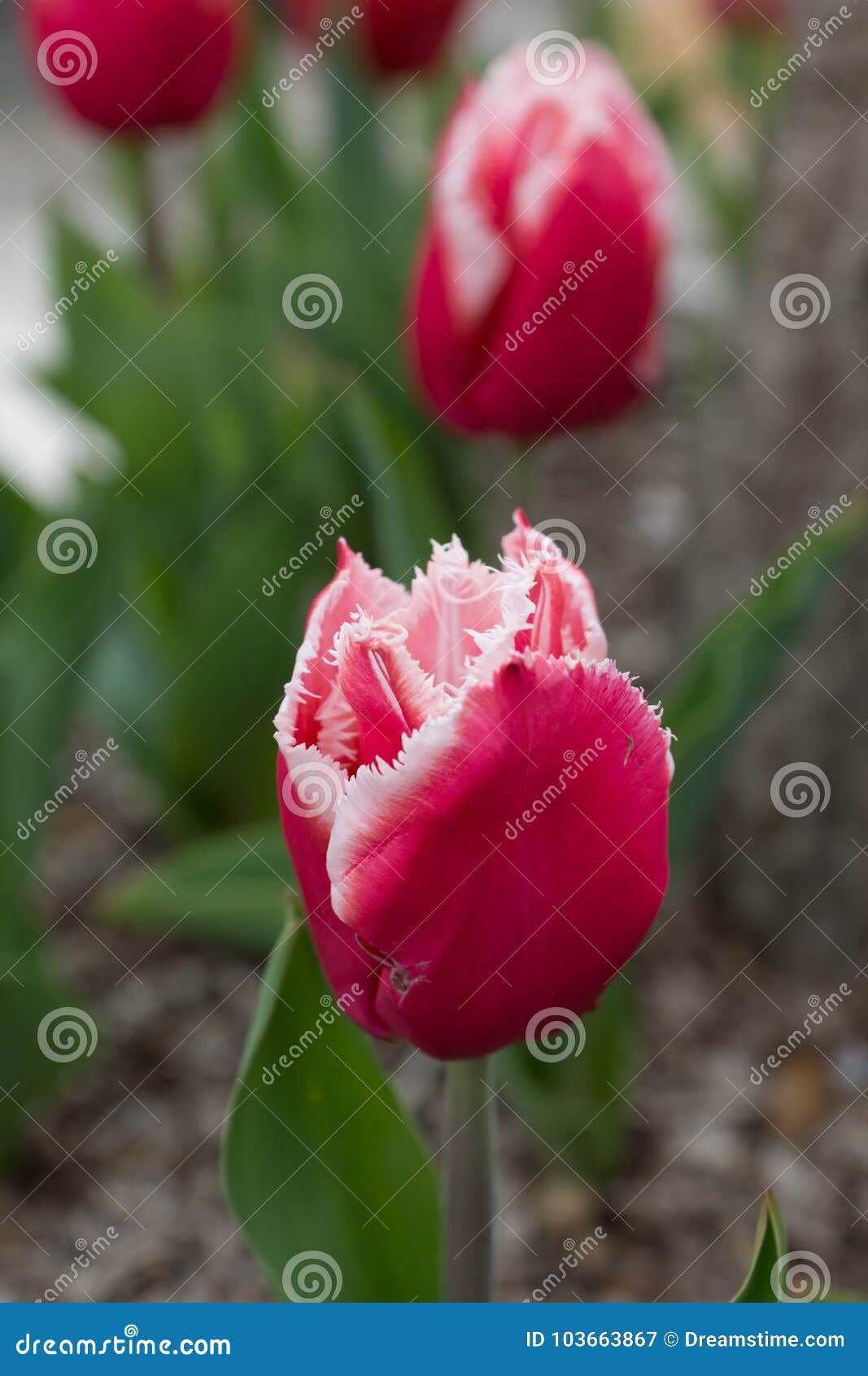 Tulipano dentellare. Tulipano rosa durante la stagione primaverile