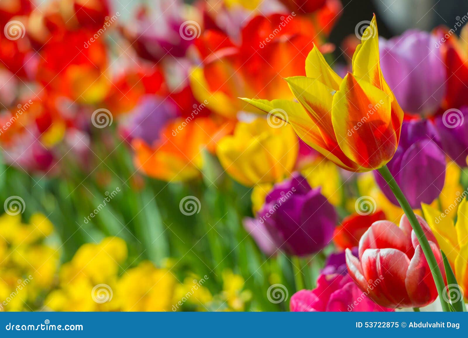 Barwioni tulipany w ogródzie