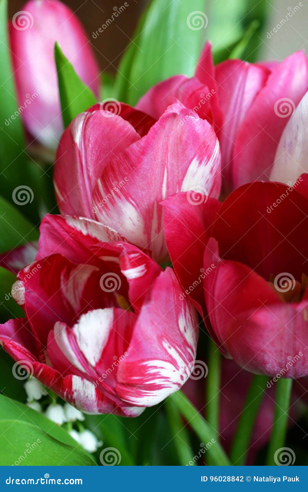 Piękni tulipany jako tła zakończenie