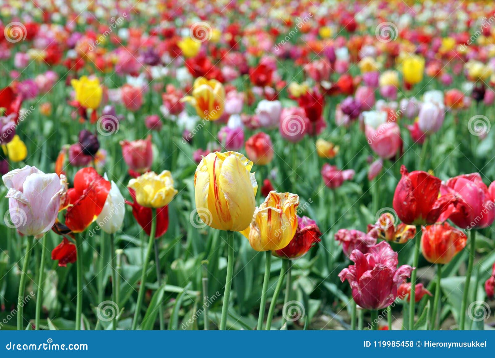 Tulipas Coloridas Em Um Campo Foto de Stock - Imagem de tulipas, colorido:  119985458