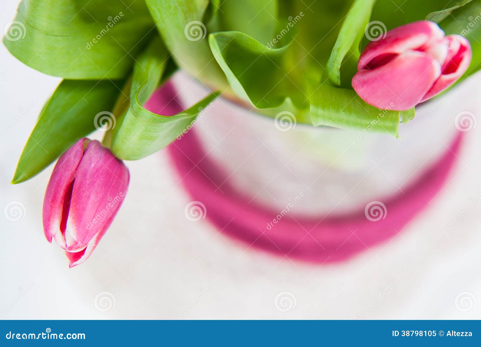 Feche acima do grupo de tulipas cor-de-rosa no fundo branco.