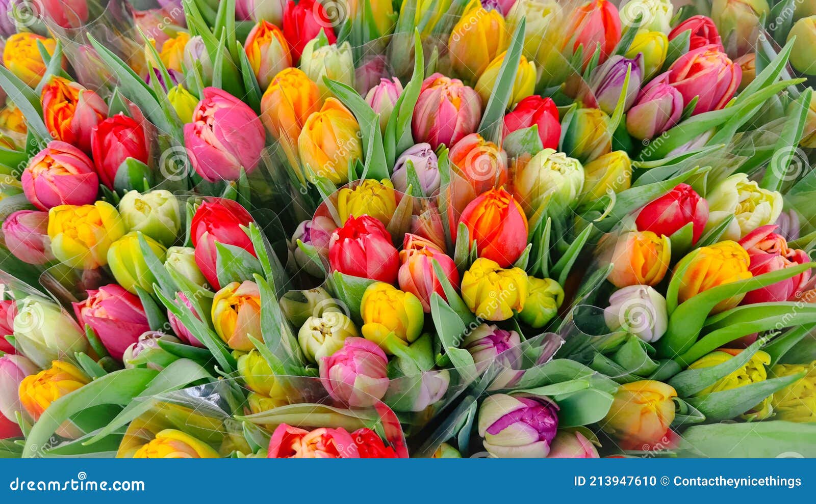 Tulipas Lindas Tulipas Coloridas Foto de Stock - Imagem de multicolorido,  cores: 213947610