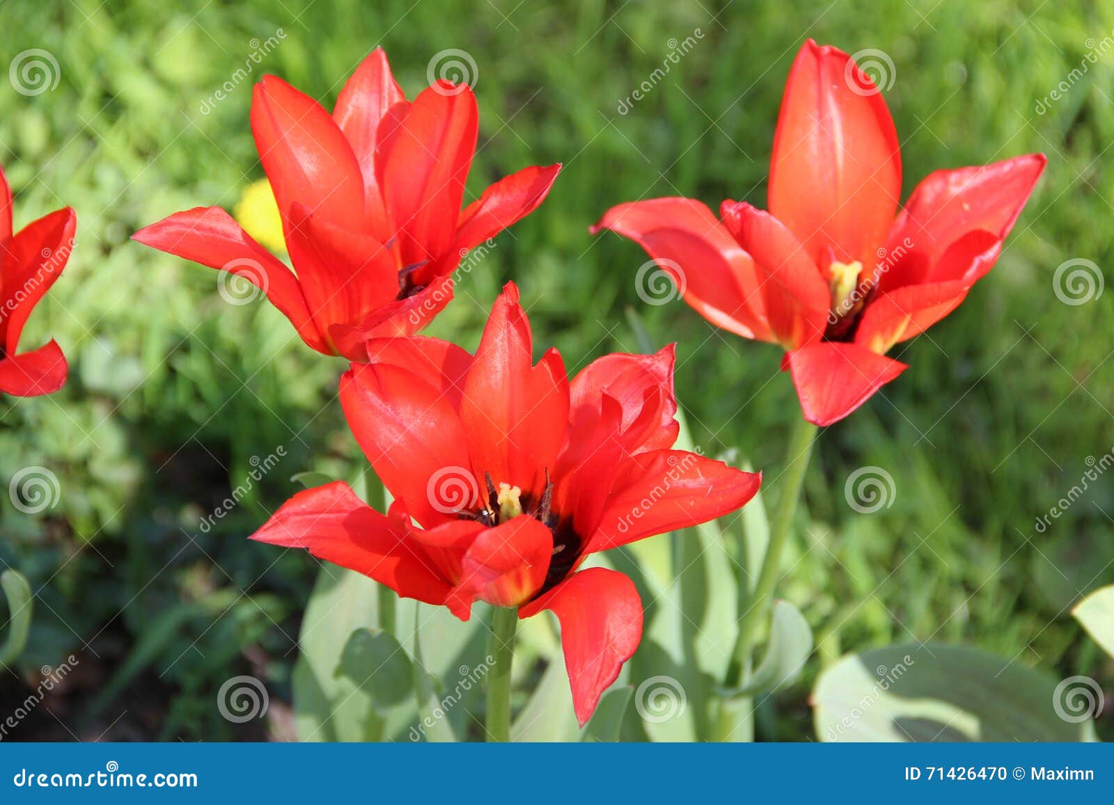 Tulipas Vermelhas De Florescência Abertas, Na Primavera Bonita Do Fundo Da  Grama Verde Foto de Stock - Imagem de macro, naughty: 71426470