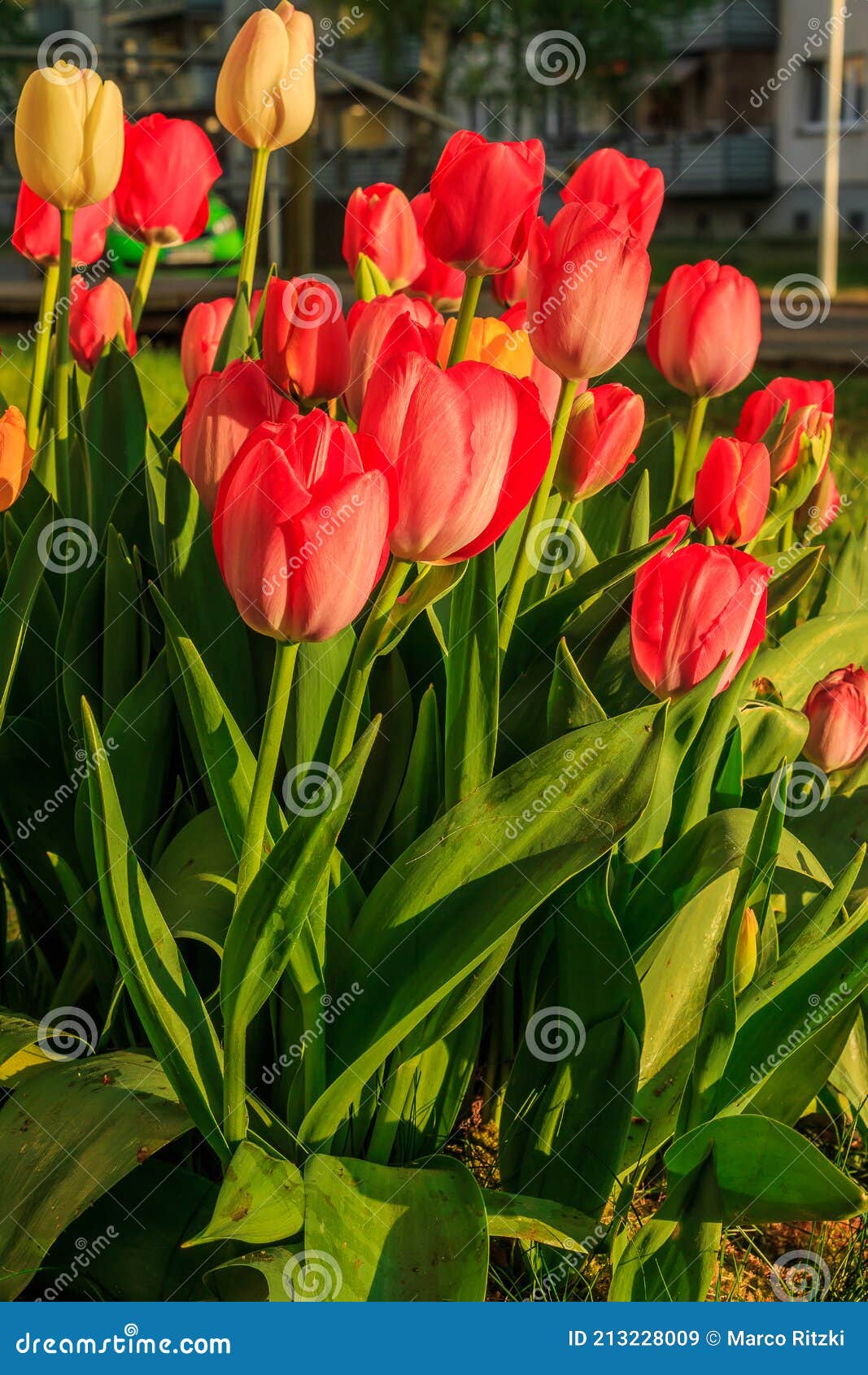 Tulipas Vermelhas E Amarelas à Luz Do Sol No Pátio Da Frente Imagem de  Stock - Imagem de macro, beleza: 213228009