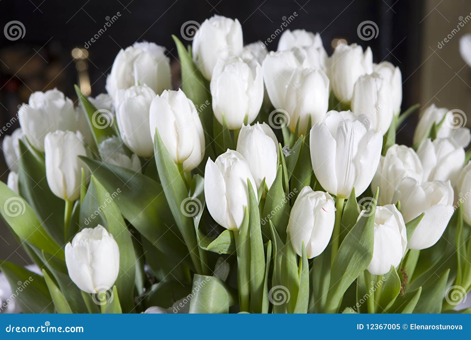 Tulipe blanche. image stock. Image du glace, fleur, mariage - 12367005
