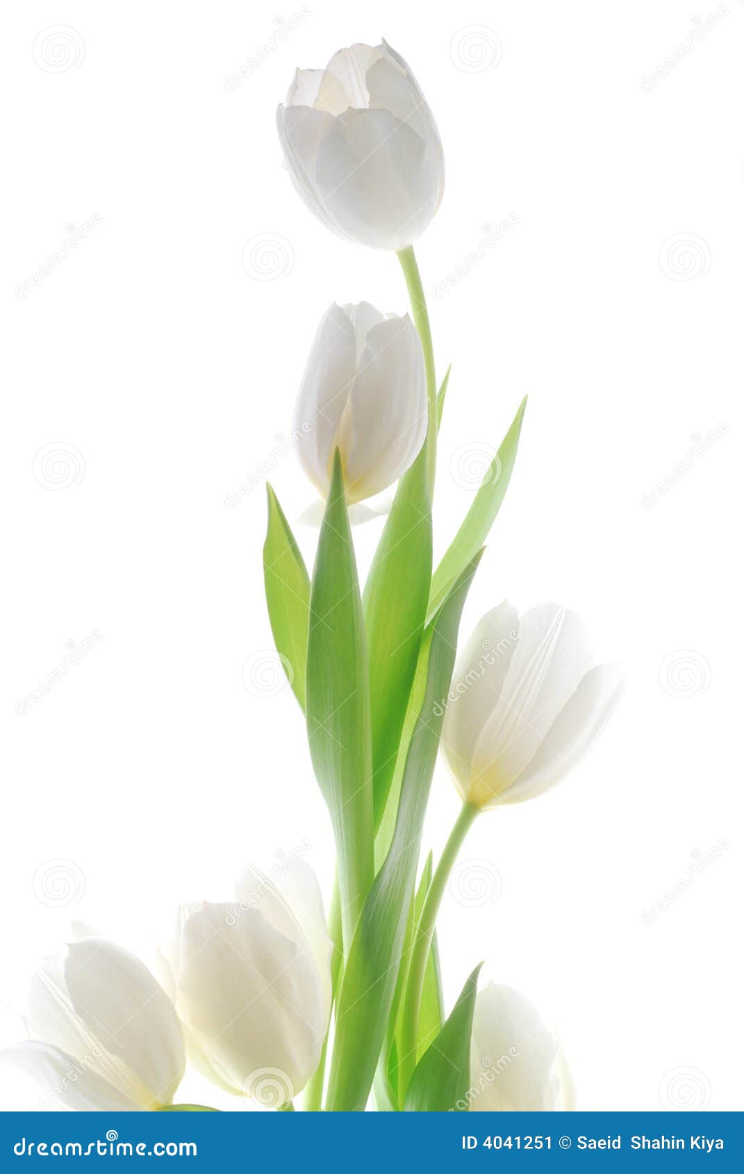 Tulipe blanche image stock. Image du bouquet, pourpré - 4041251