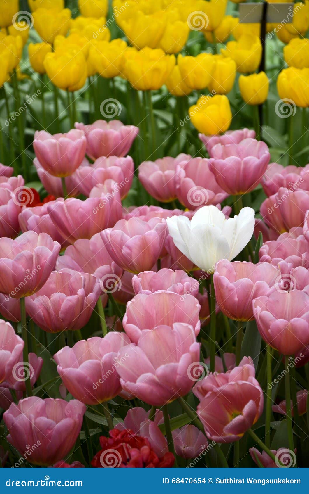 Tulipe Blanche Exceptionnelle Parmi La Tulipe Rose Et Jaune Photo stock -  Image du rose, blanc: 68470654