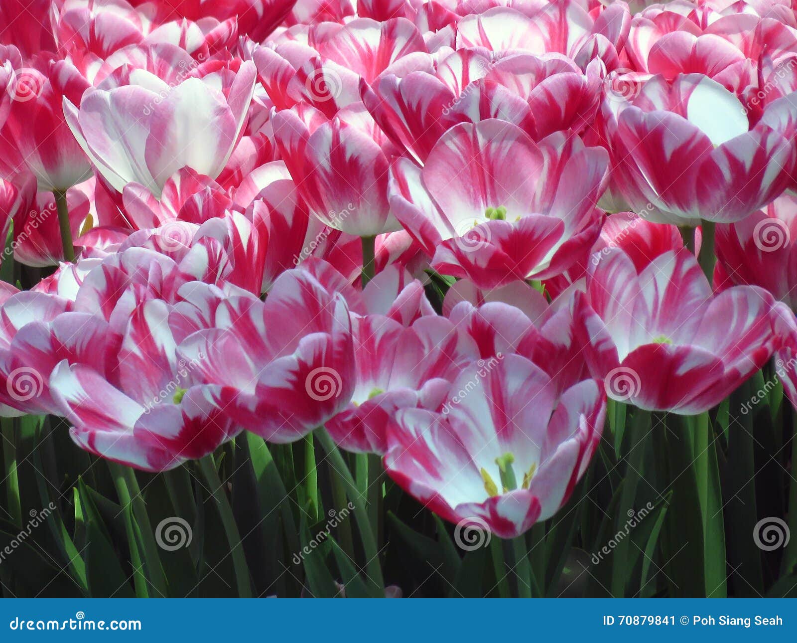 Tulipe Blanche Rose De Couleur Avec La Feuille Verte Image stock - Image du  vert, lame: 70879841