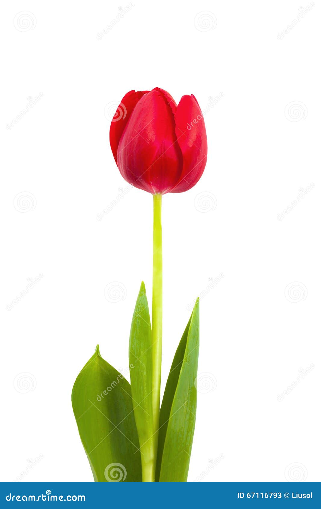Tulipe De Fleur Sur Une Tige Image stock - Image du coeur, fleurs: 67116793
