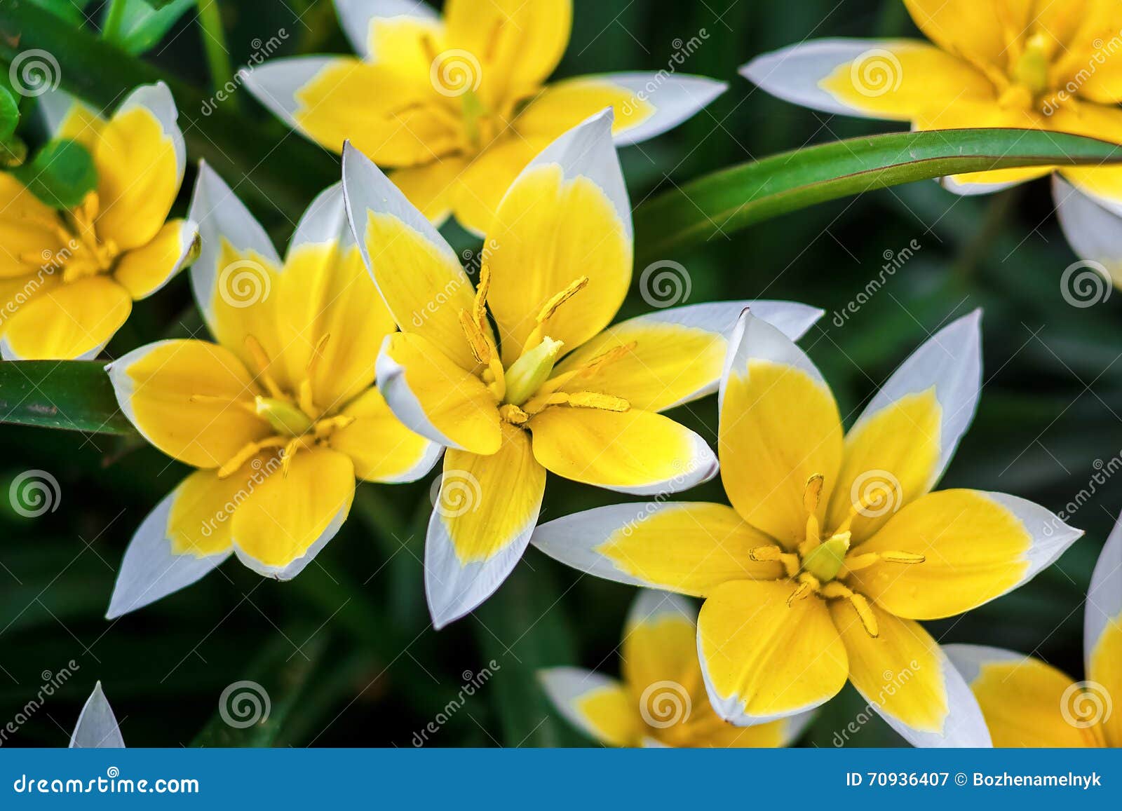 Tulipe Jaune Et Blanche Fleurissant Dans Le Jardin Sur Le Fond Naturel  (Tulip Tarda, Tulipe En Retard) Image stock - Image du espace, floral:  70936407