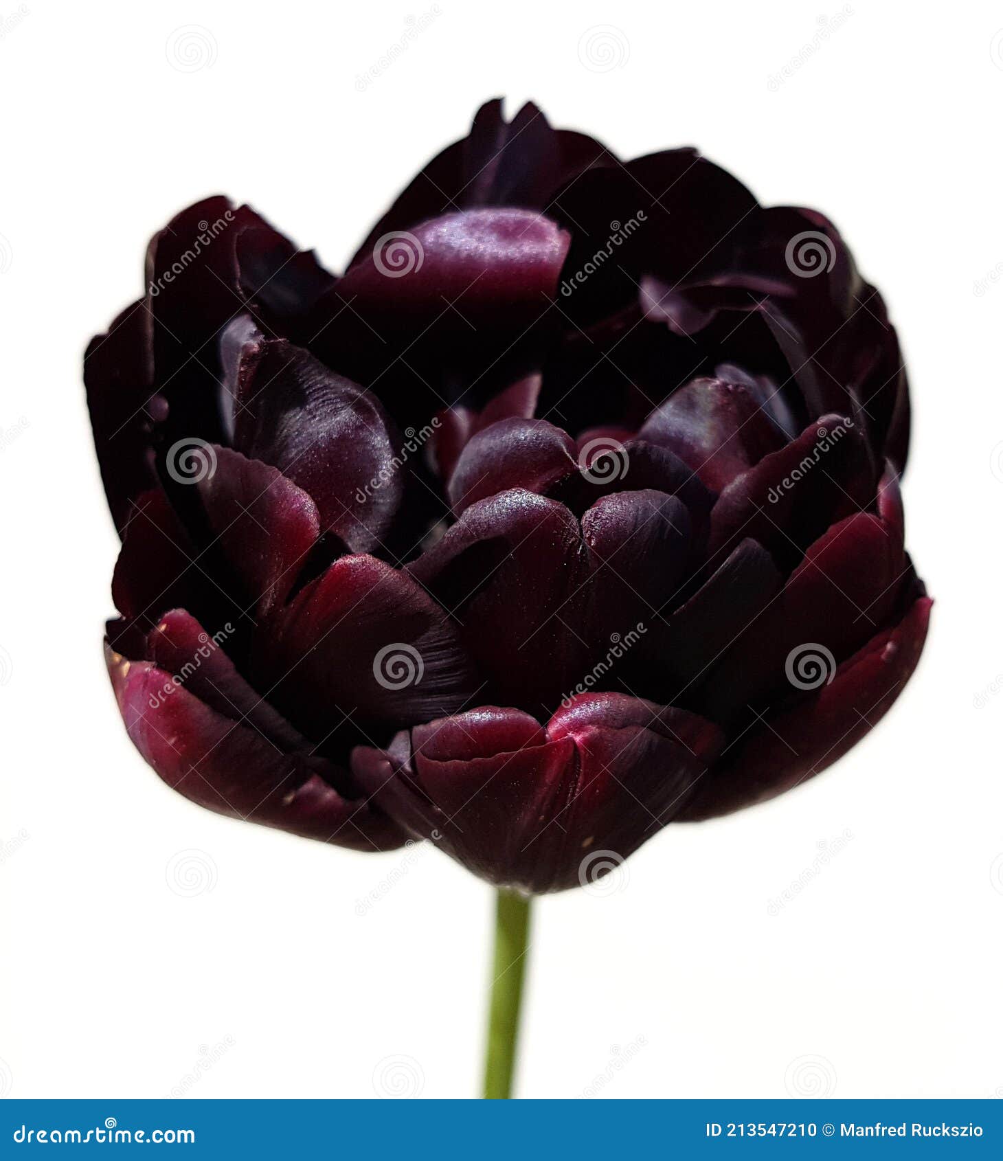 Tulipe noire photo stock. Image du fleurs, fleur, tulipe - 213547210