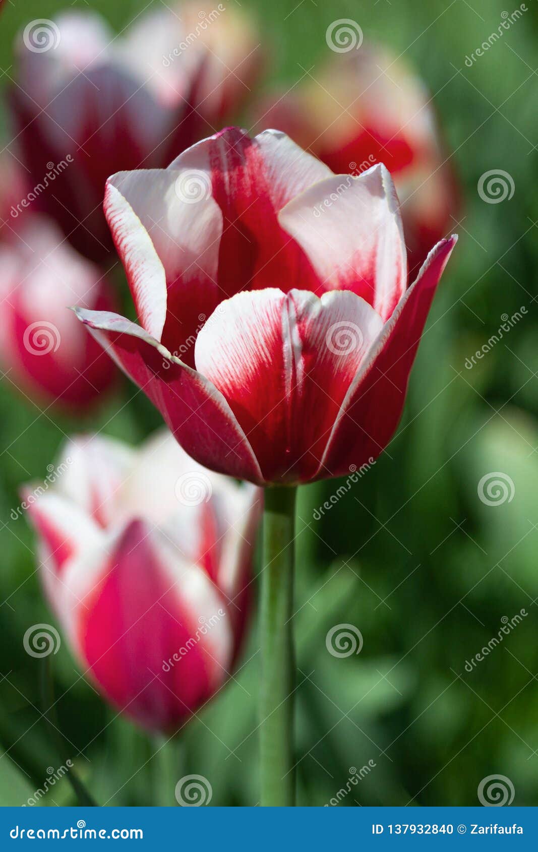 Tulipe Rouge Et Blanche La Journée De Printemps Ensoleillée Photo stock -  Image du jour, floral: 137932840