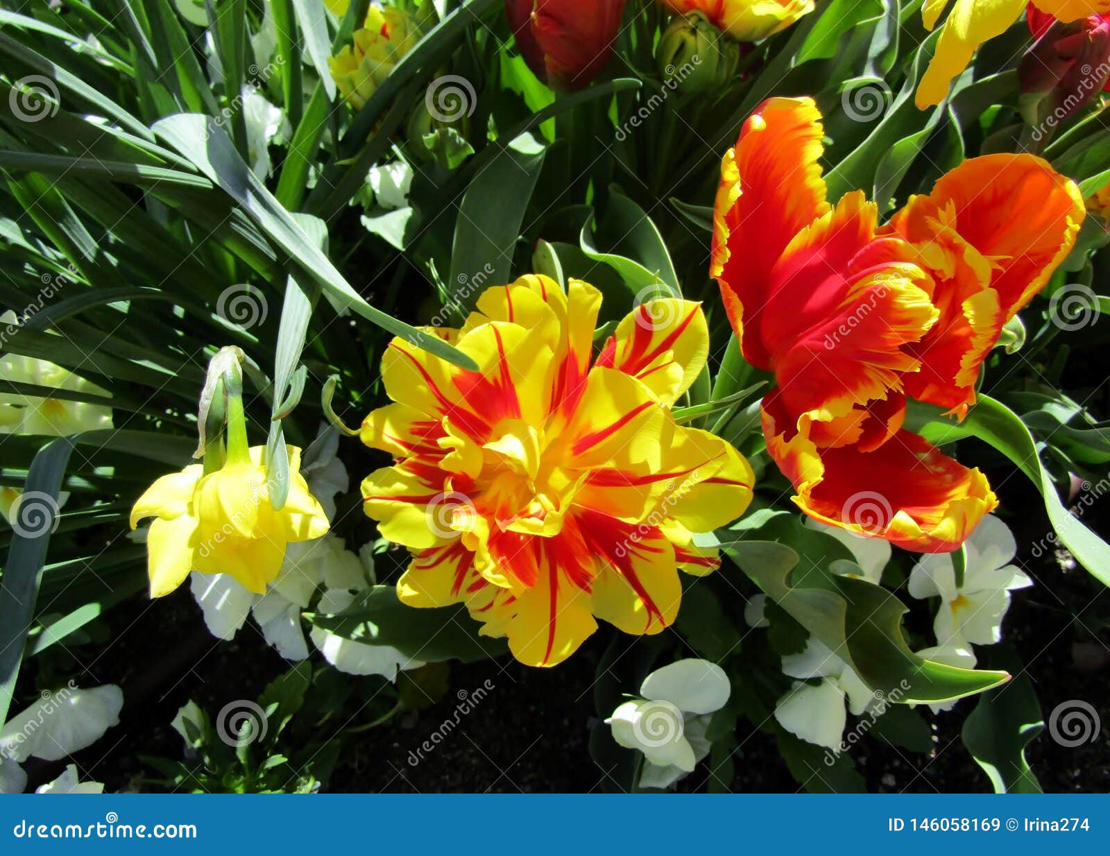 Tulipe Rouge Et Jaune De Pivoine Et De Perroquet Dans Le Lit De Fleur Image  stock - Image du perroquet, nature: 146058169
