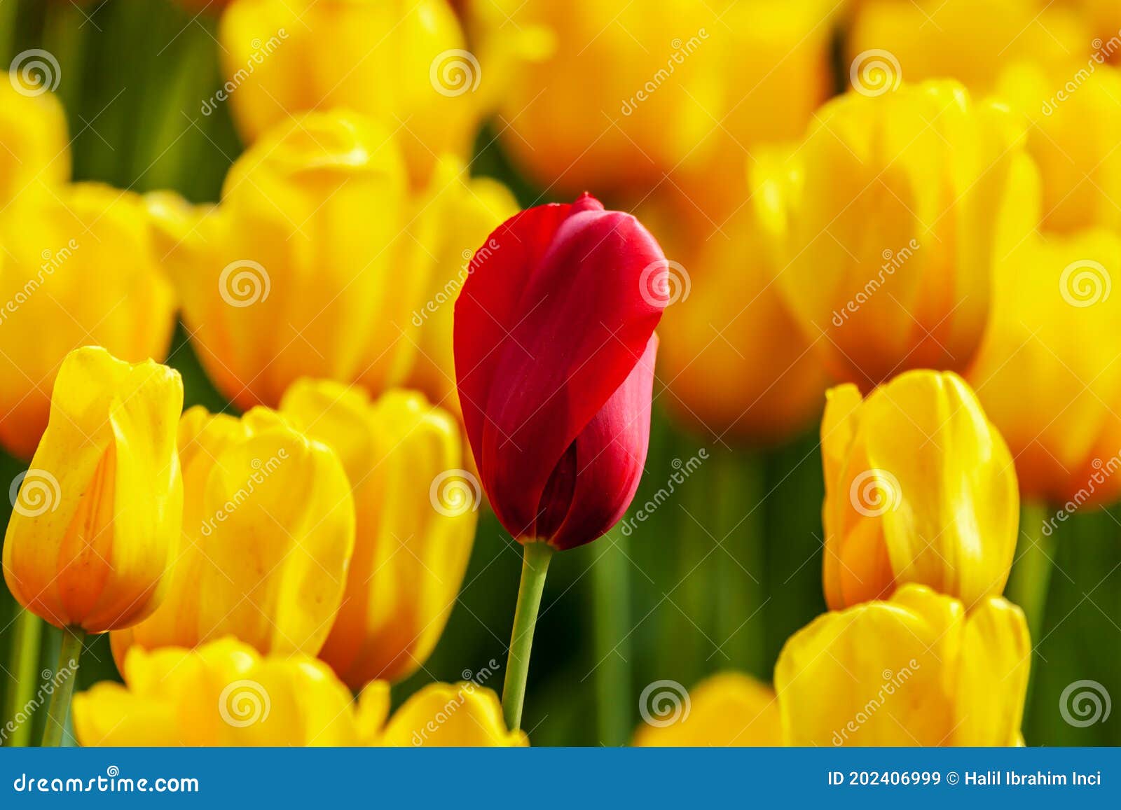 Tulipe Rouge Parmi Les Tulipes Jaunes Image stock - Image du heureux,  nature: 202406999