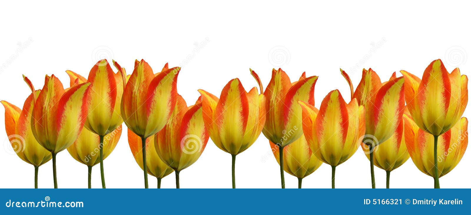 Tulipes. Trois sont beaux d'une tulipe de source est isolés