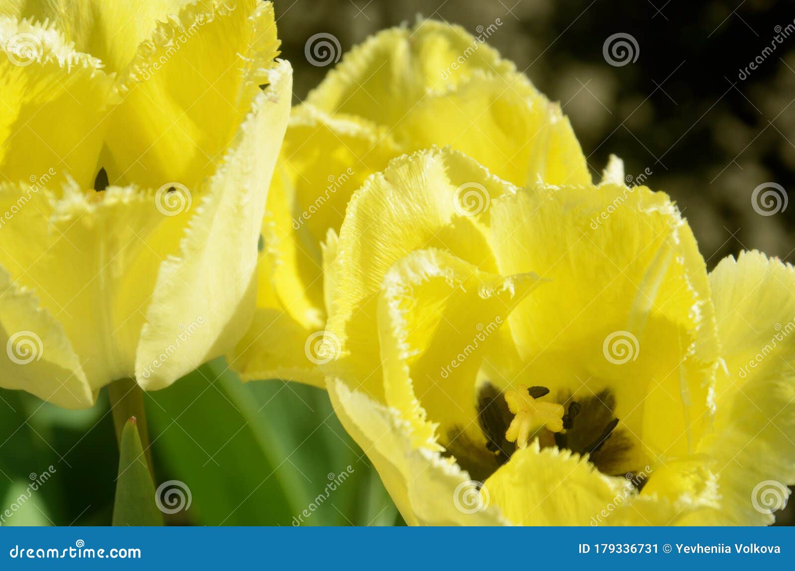 Tulipes Au Printemps. Champ De Fleurs De Tulipe Jaune Image stock - Image  du beau, bouquet: 179336731