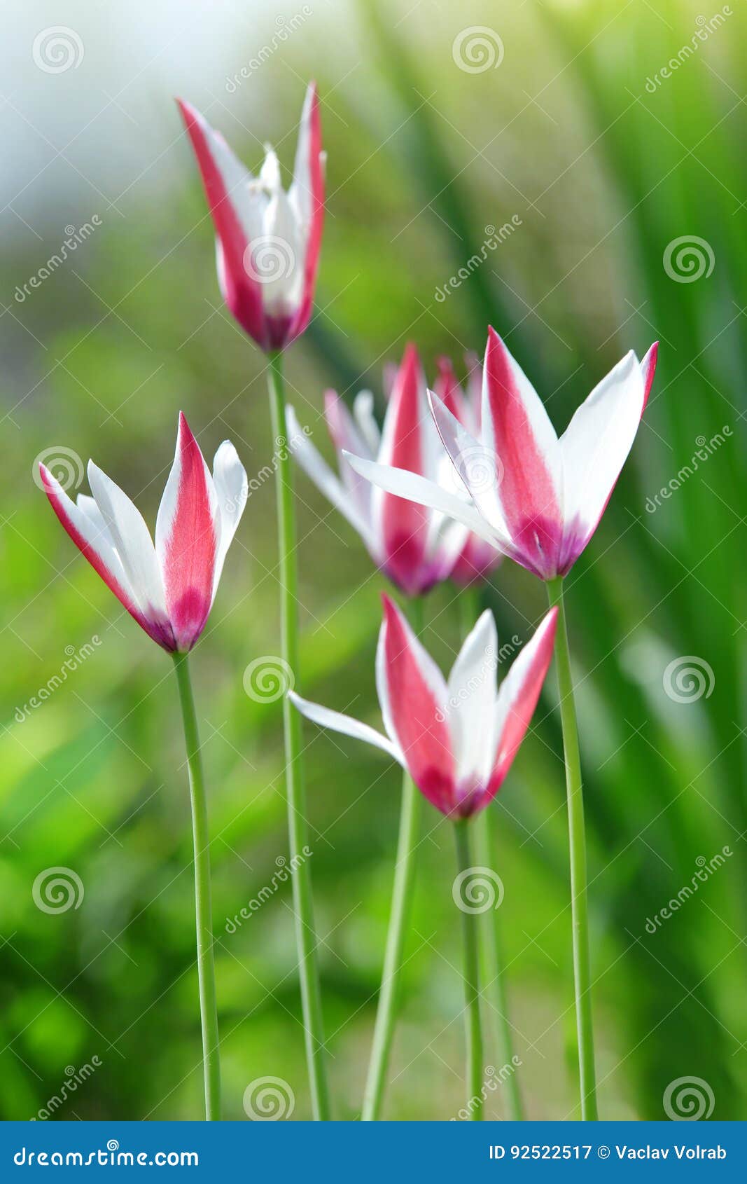 Tulipes De Blanc De Rose Sauvage Image stock - Image du sauvage, botanique:  92522517