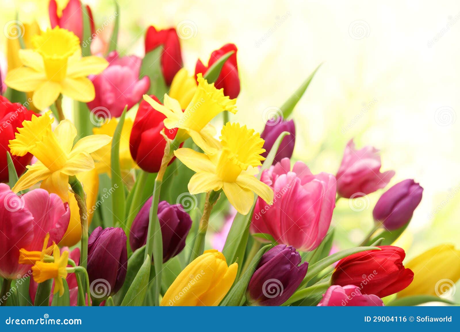 Tulipes et jonquilles photo stock. Image du couleur, avril - 29004116