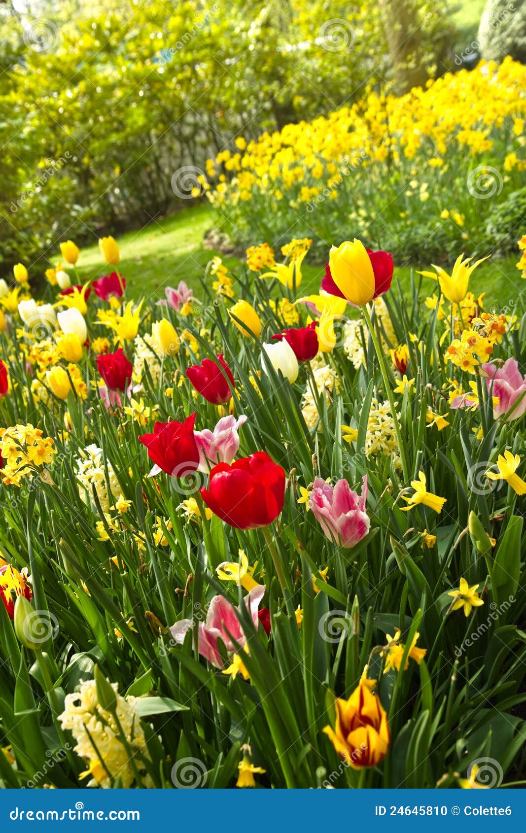 Tulipes Et Jonquilles Dans Un Bon Nombre De Couleurs Au Printemps Photo  stock - Image du ampoules, fleur: 24645810