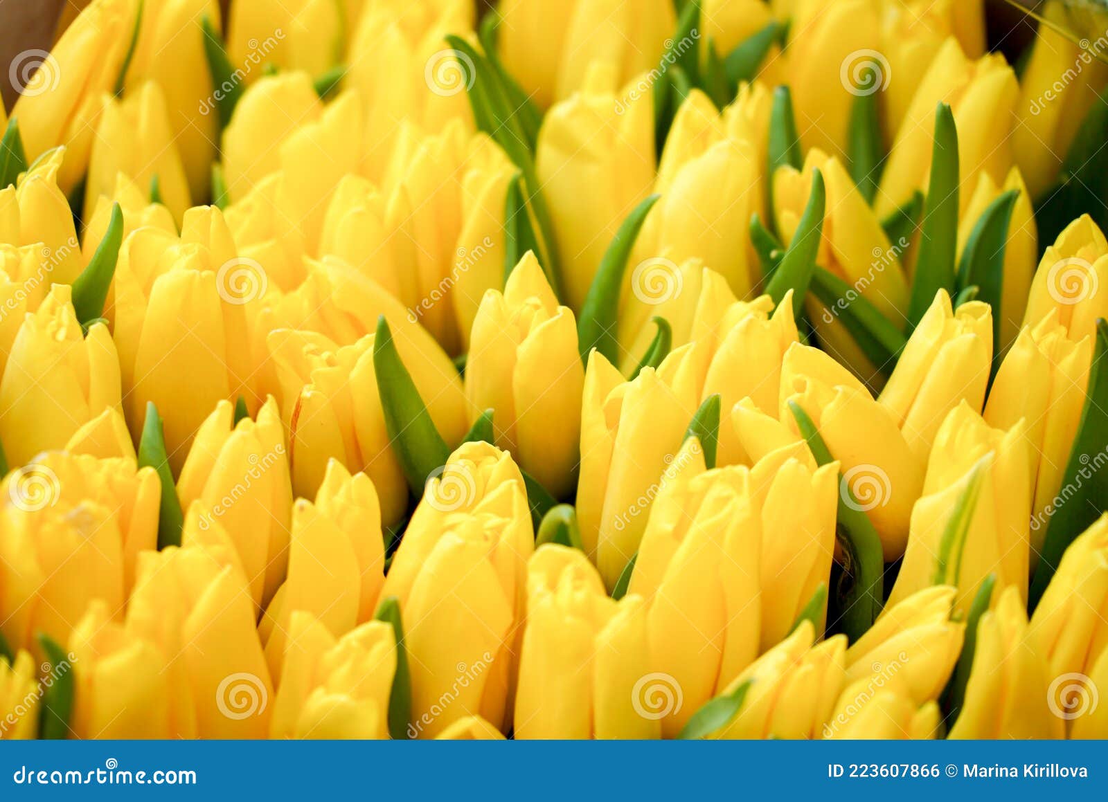 Tulipes jaunes photo stock. Image du jour, pâques, marche - 223607866