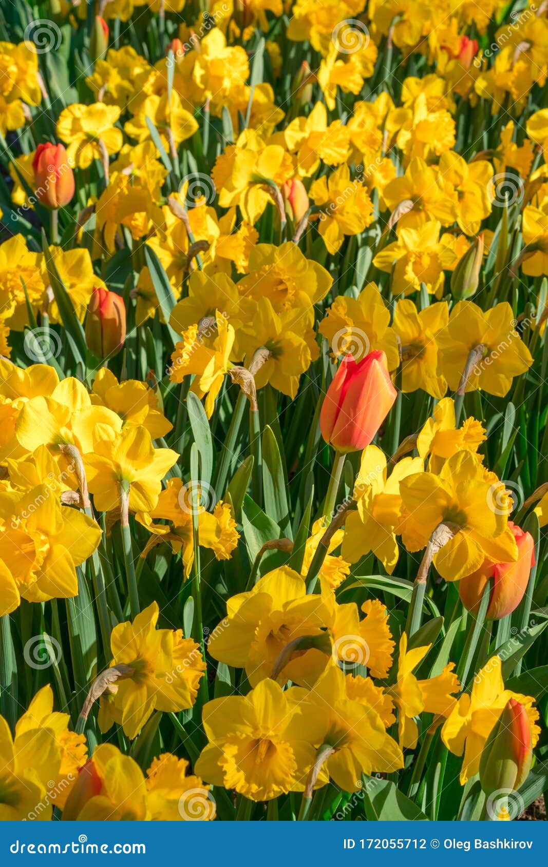 Tulipes Rouge Et Jaune Jonquille Une Journée Ensoleillée De Printemps.  Mélange Coloré Du Lit De Rose Et Blanc De Tulipe Et Jaune J Photo stock -  Image du couleur, fleurs: 172055712