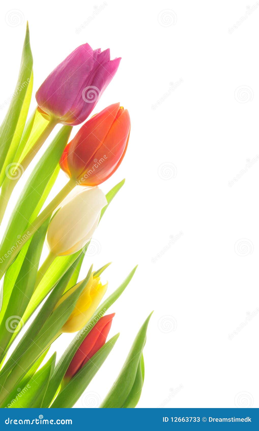 Tulips stock image. Image of green, fresh, leaves, leaf 12663733