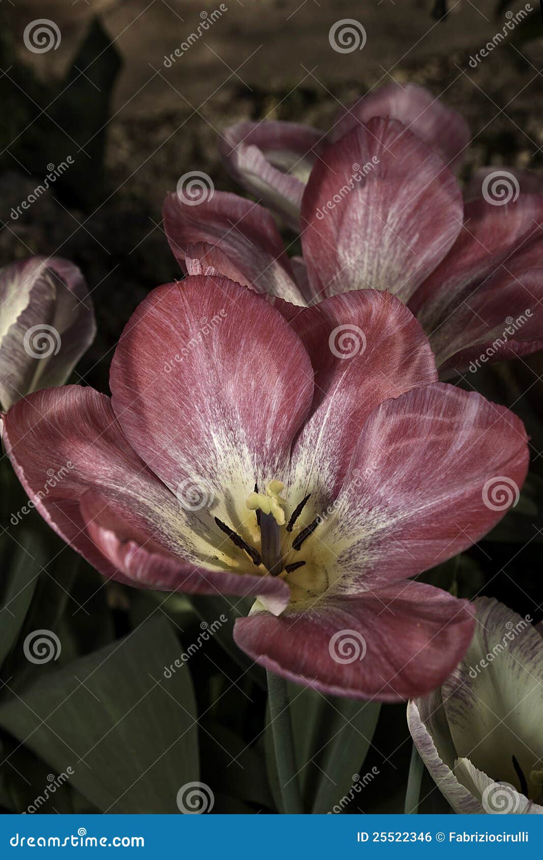 Tulips Variegated em cores pastel