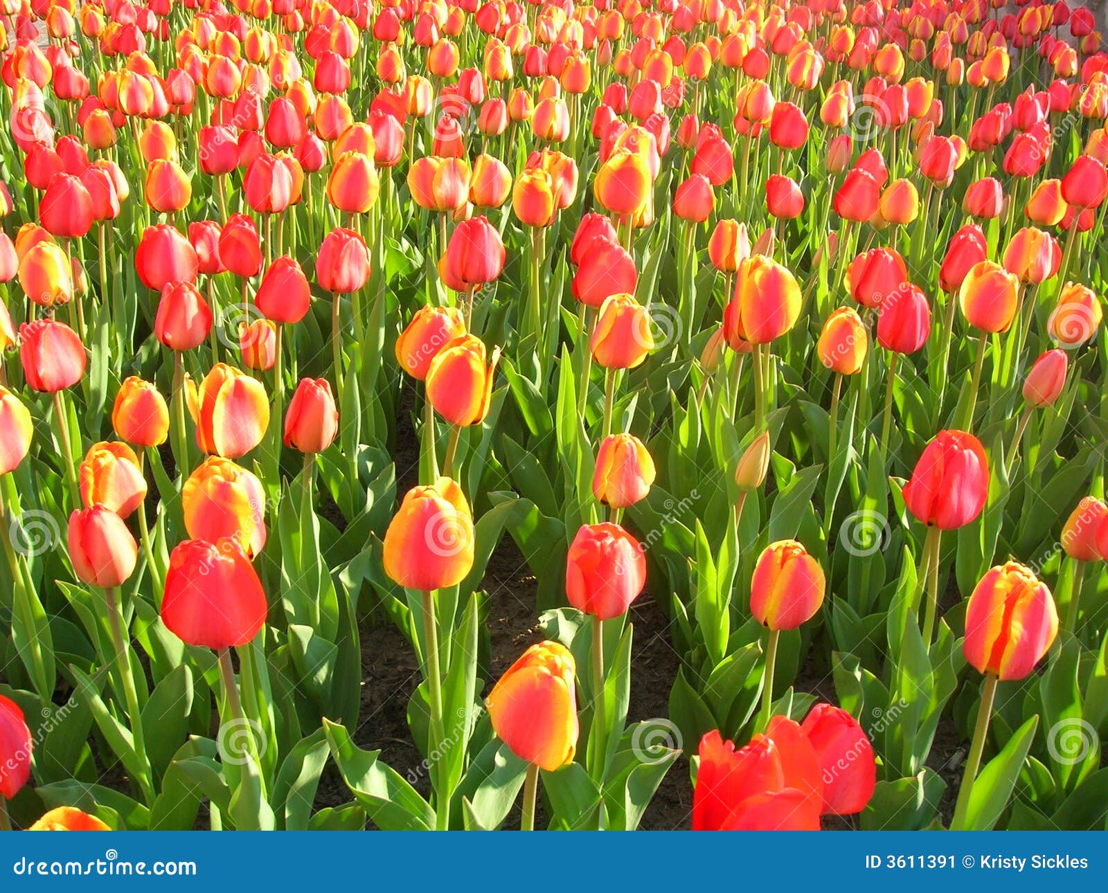 Tulips stock image. Image of tulip, june, flower, fields 3611391