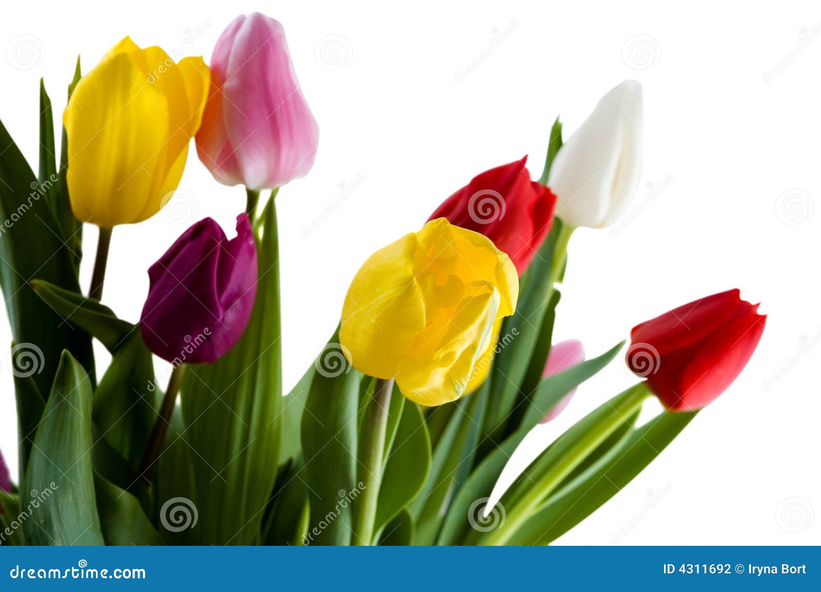 Tulips stock photo. Image of beautiful, yellow, violet - 4311692