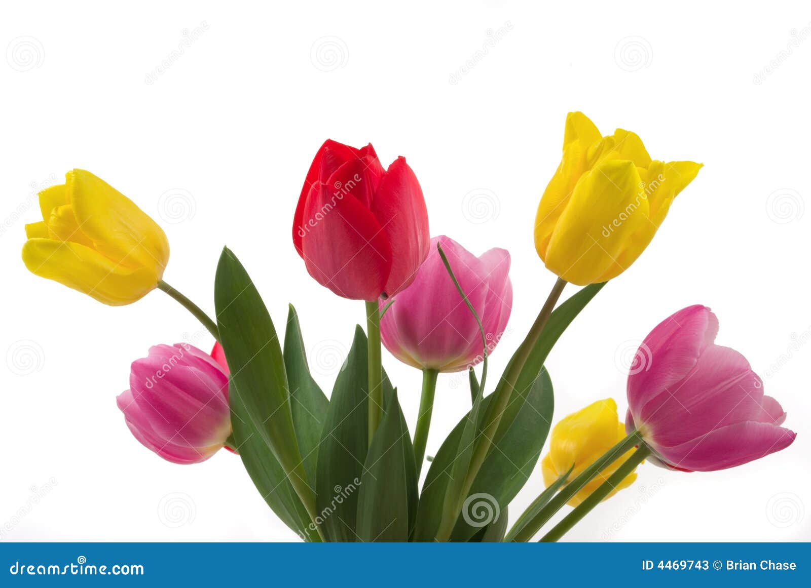 Tulips stock image. Image of flowers, flower, gift, garden - 4469743