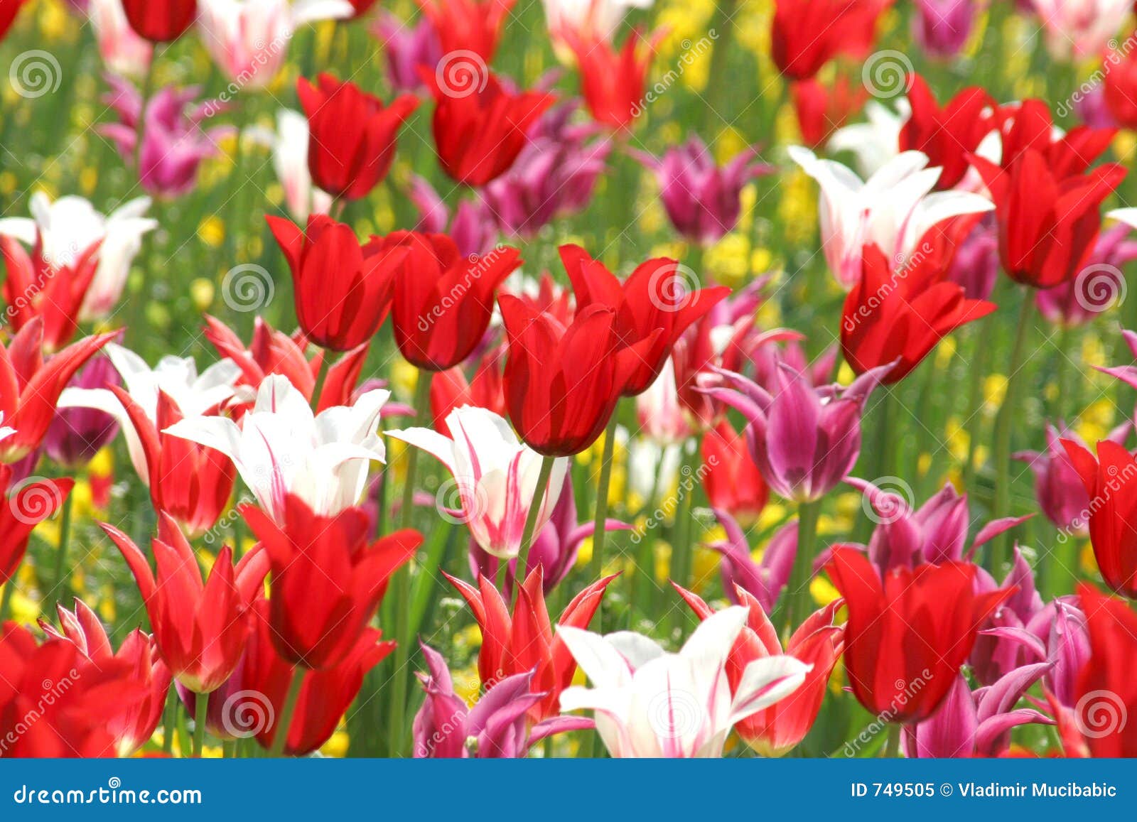 tulips