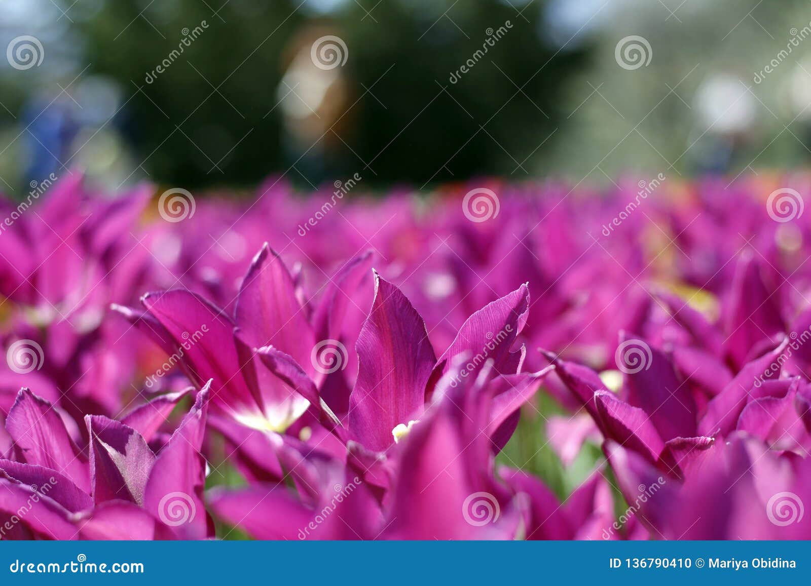 tulips amazing spring flowers. purple tulips flowers of love