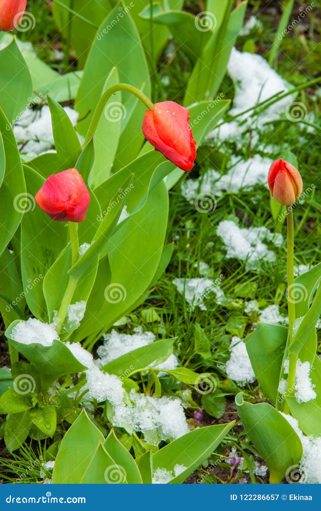 Tulips snow stock image. Image of melting, easter, beginnings 122286657