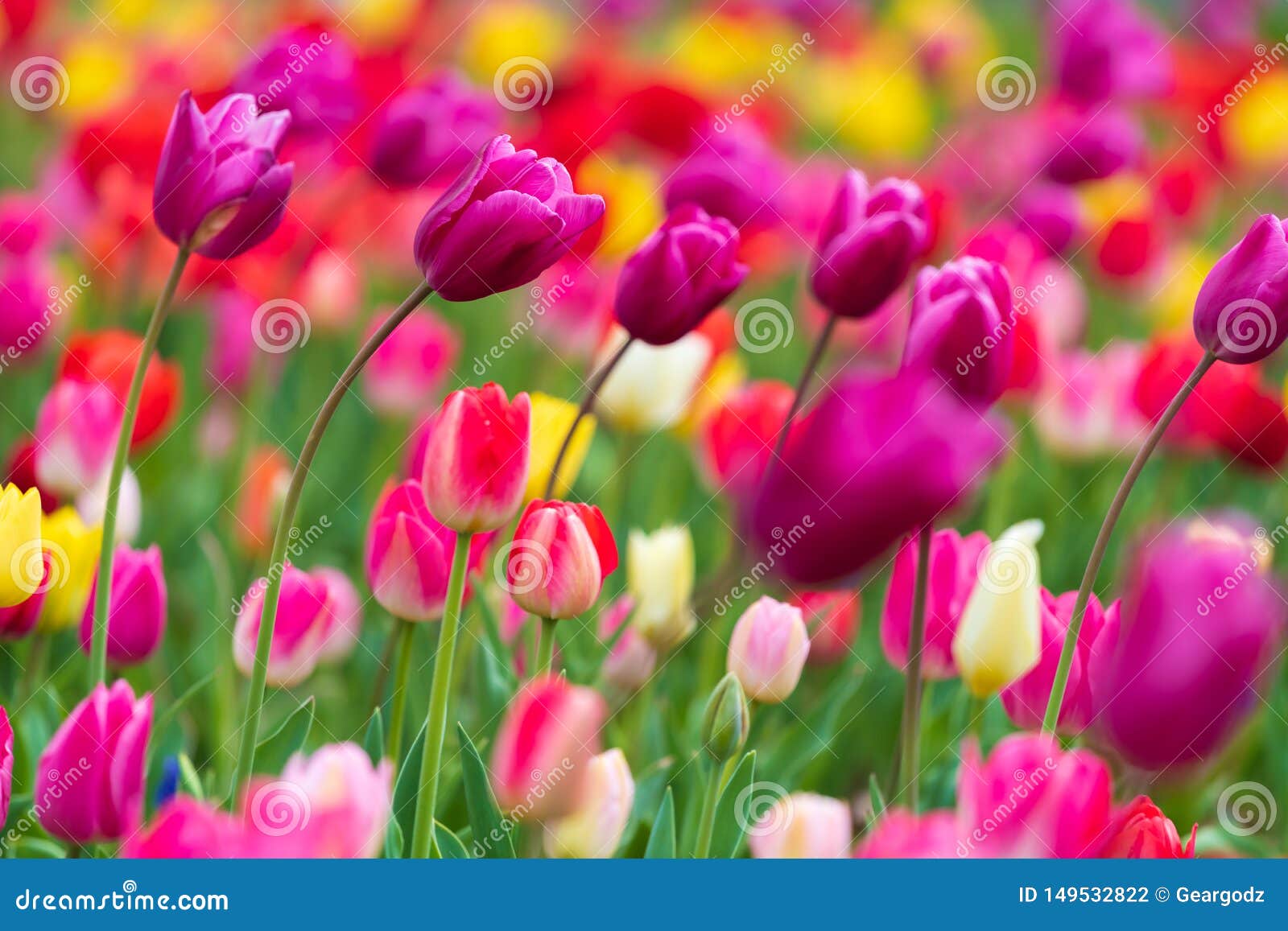 Tulips bloom in the garden stock photo. Image of purple 149532822