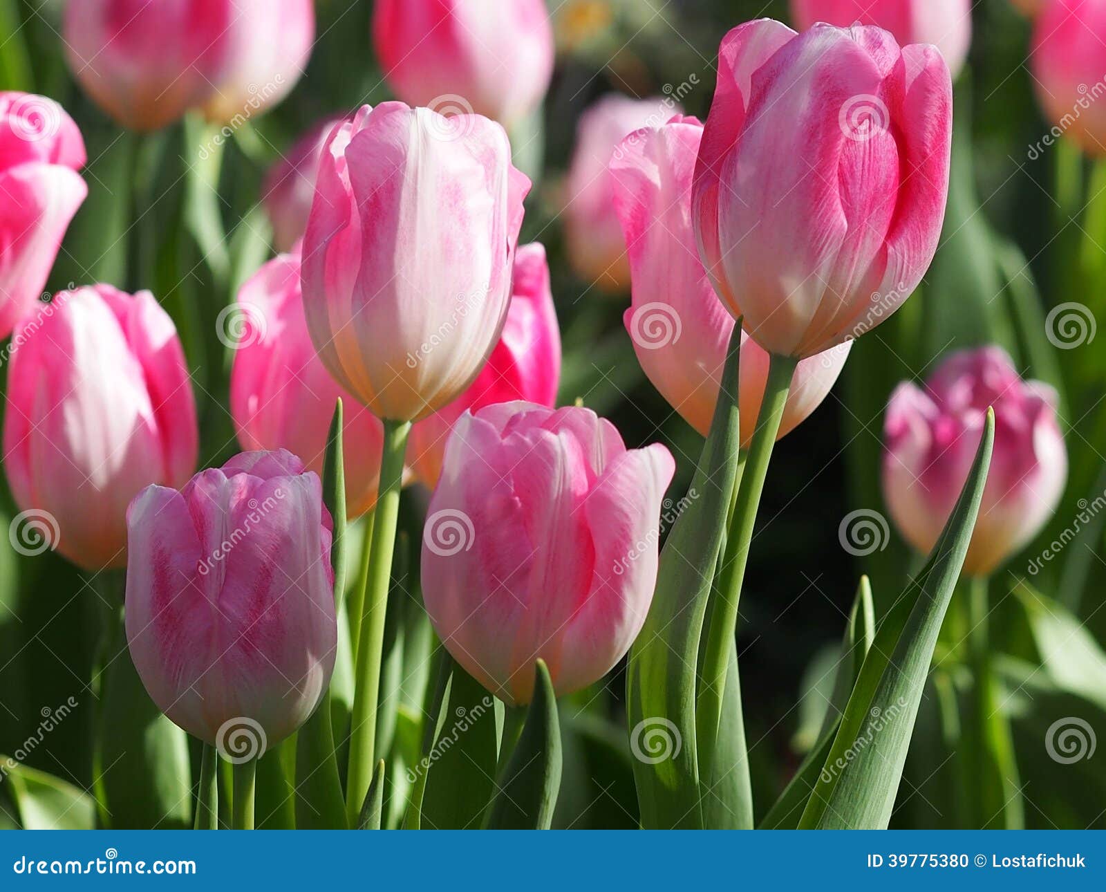 Tulips in Bloom stock photo. Image of green, blossom 39775380