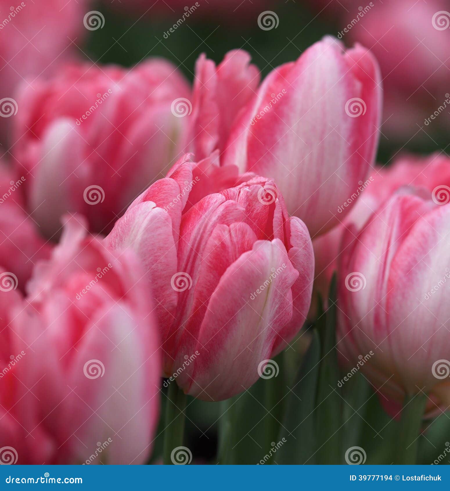 Tulips in Bloom stock photo. Image of tulips, botany 39777194