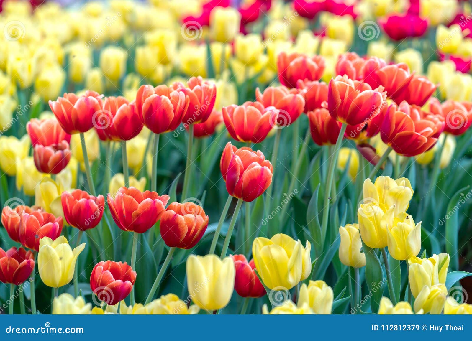 Tulips Bloom in the Spring Sunshine Stock Image - Image of multi ...